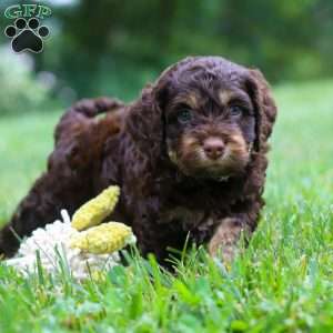 Milo, Cockapoo Puppy